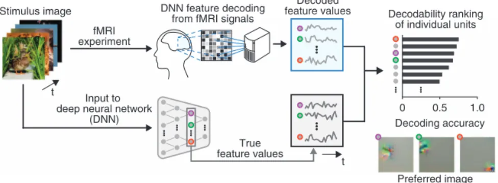 Figure 1. Overview of the data generation procedures. Stimulus images were presented to human subjects in the fMRI experiments to collect fMRI signals