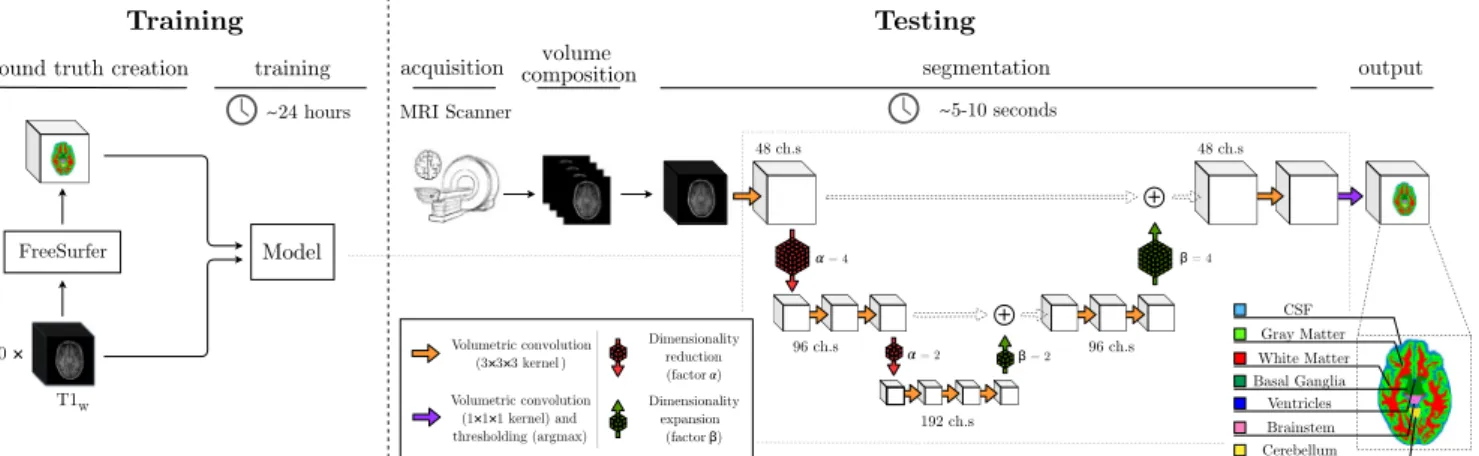 Fig. 1. Overview of the proposed segmentation method. The model is trained on 900 T1  w  volumes and the associated relabelled FreeSurfer segmentation, while testing is  performed by feeding NIfTI data to the model