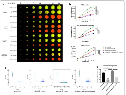 Fig. 4 Effects of individual and combination treatments of ribociclib and adavosertib on spheroid growth and composition