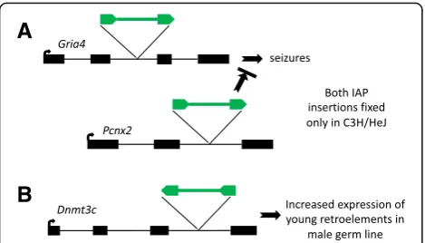 Fig. 2 Effects of IAP insertions in C3H mice.colony during a screen for genes involved in retrotransposonsilencing in the male germ line