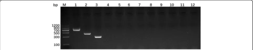Fig. 1 Multiplex PCR products from E. granulosus s. s., E.multilocularis, E. canadensis (G6/7 and G8/10) and their combinations.Lane M, Molecular weight markers (DNA marker II, Tiangen Biotech);lane 1, E