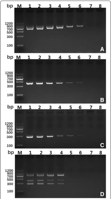 Fig. 3 Multiplex PCR products from (a) E. granulosus s. s., (b) E.multilocularis, (c) E