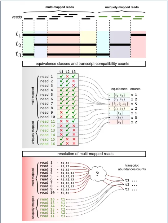Figure 1 Equivalence class and transcript-compatibility counts. This figure gives an example of how reads are collapsed into equivalence classes