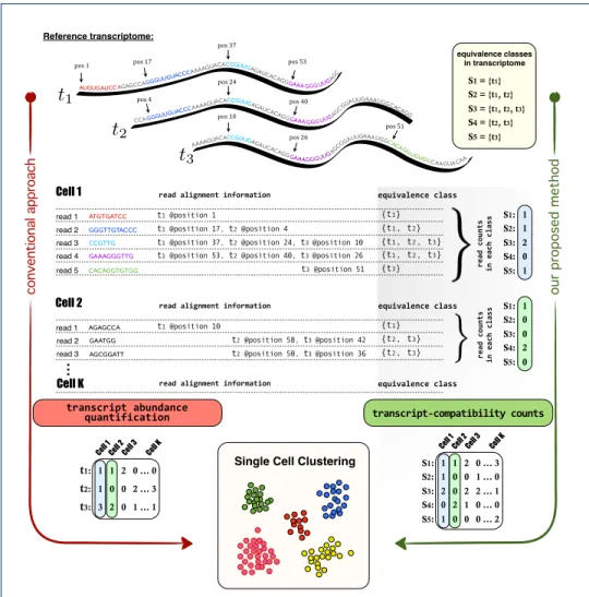 Figure 2 Overview of the Method. This figure illustrates our transcript-compatibility counts (abbreviated TCC) clustering method in a very simple, yet instructive example and highlights its major di↵erences with respect to the conventional single cell clus