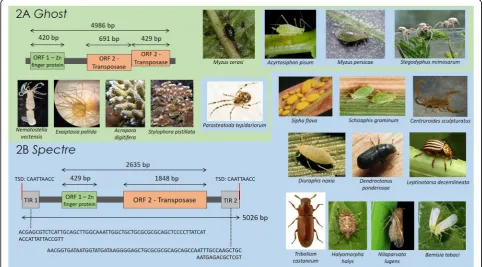 Fig. 1 Schematics of the newly identified Ghost and Spectre elements, with pictures illustrating their respective host ranges as elucidated in thisstudy
