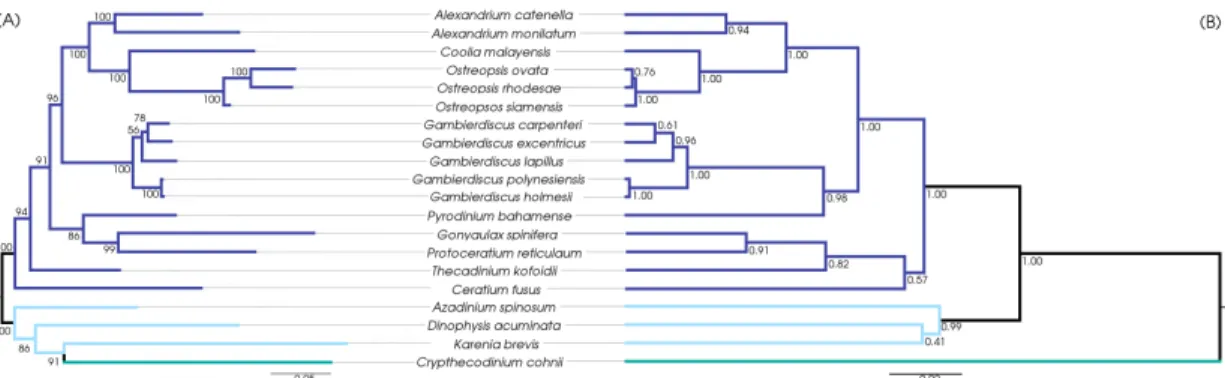 Figure 7. Tanglegram showing the topological differences in phylogenies with same 58 single copy gene alignments as input