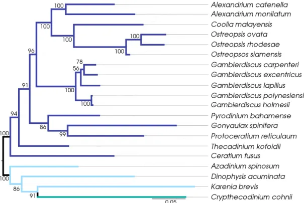 Figure 2. Maximum likelihood phylogenetic inference of concatenated single copy gene set (62 single copy genes from 20 taxa)