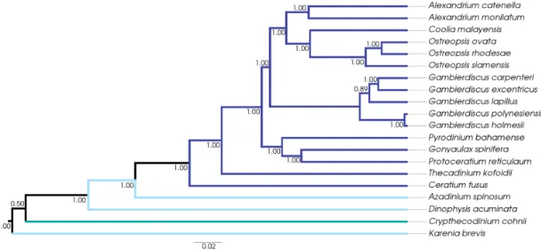 Figure 3. Bayesian phylogenetic inference of concatenated single copy gene set (62 single copy genes from 20 taxa)