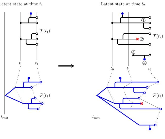 Figure 3.1: A schematic showing the nature and evolution of the latent transmission and phylogeny processes