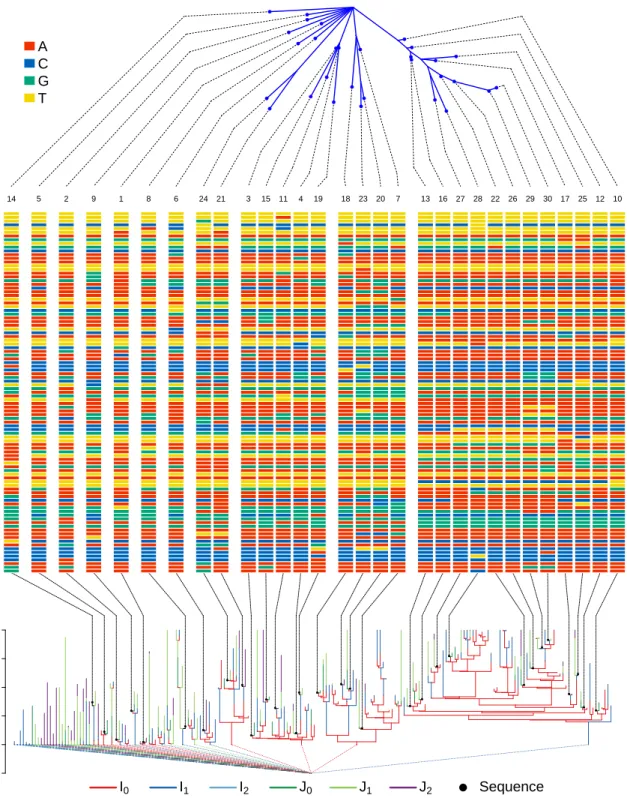 Figure 3.3: A simulated transmission forest (bottom), its associated pathogen genetic se- se-quences (middle), and the phylogeny of the sese-quences (top)