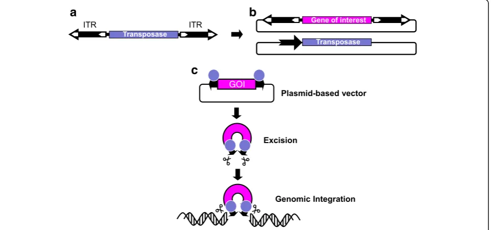Fig. 4 Use of class II transposons as gene vectors.transgenes. One component consists of a plasmid containing a gene of interest (GOI) flanked by transposon ITRs