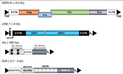 Fig. 2 Retrotransposons in the human genome. Currently, only LINE-1 (L1),length HERV-K provirus is ~ 9.5 kb long, codes for group-specific antigen (Gag), protease (Pro), polymerase (Pol) and envelope (Env) proteins andis flanked by ~ 1-kb long terminal rep