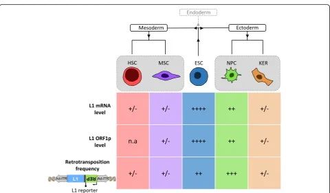 Fig. 3 Schematic of relative endogenous L1 expression levels and engineered retrotransposition frequencies in human ESCs and adult stem cellsderived from mesoderm and ectoderm