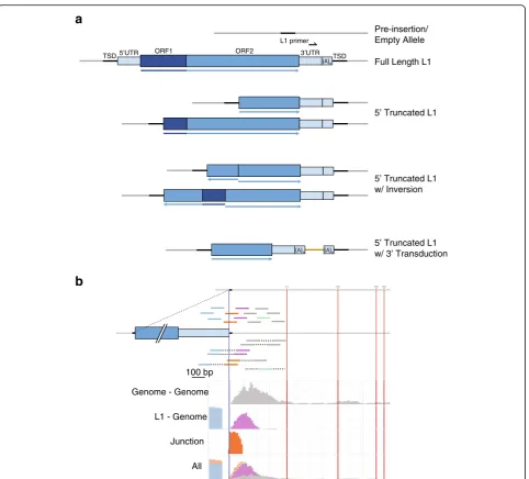 Fig. 2 Schematic of LINE-1 and read alignments. a Diagrams of example LINE-1 insertions types are shown: full length, 5′ truncated, 5′ truncatedwith inversion, and 5′ truncated with 3′ transduction