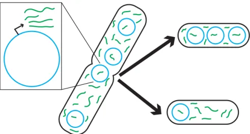 Figure 6: Plasmid transcription with partitioning. Each plasmid (blue) constitutively transcribes green RNA molecules