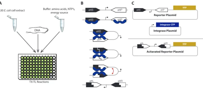 Figure 9: Testing serine integrase recombination dynamics using TX-TL. (A) The TX-TL system allows for prototyping synthetic circuits in vitro by adding DNA to cell extract and buffer