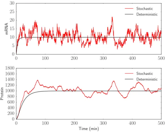 Figure 1: Deterministic and stochastic simulations of simple gene expression without delay