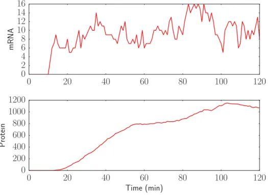 Figure 3: Delayed simulation shows abrupt delay in mRNA production and smooth delay in protein produc- produc-tion.