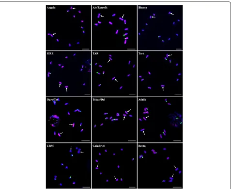 Fig. 5 Distribution patterns of different LTR-RE lineages on spinach chromosomes. The RT sequences of each lineage were labeled with Texas red(red signal), 45S rDNA was labeled with Chroma Tide Alexa Fluor 488 (green signal), and the chromosomes were count