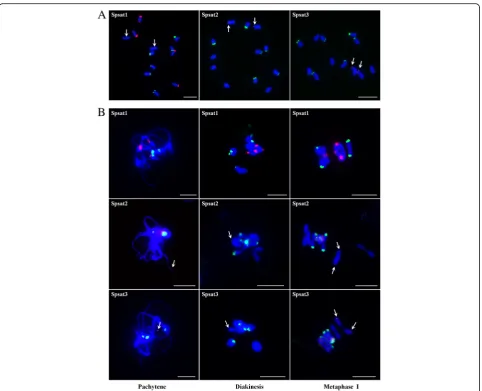 Fig. 6 FISH mapping of three satellites on both mitotic and meiotic chromosomes in spinach
