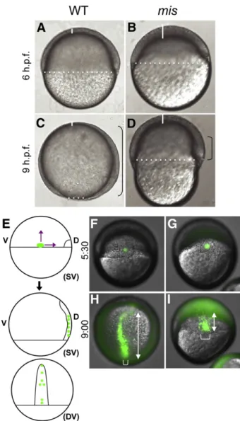 Fig. 1. Gastrulation defects in maternally mutant mis embryos. Wild-type embryos (A,C) and mis mutant embryos (B,D)