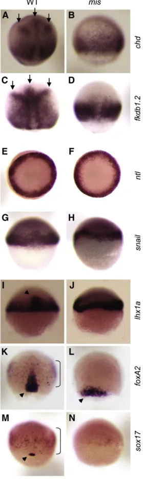 Fig. 3. Induction of endoderm-speciﬁc genes is affected in maternally mutant mis embryos