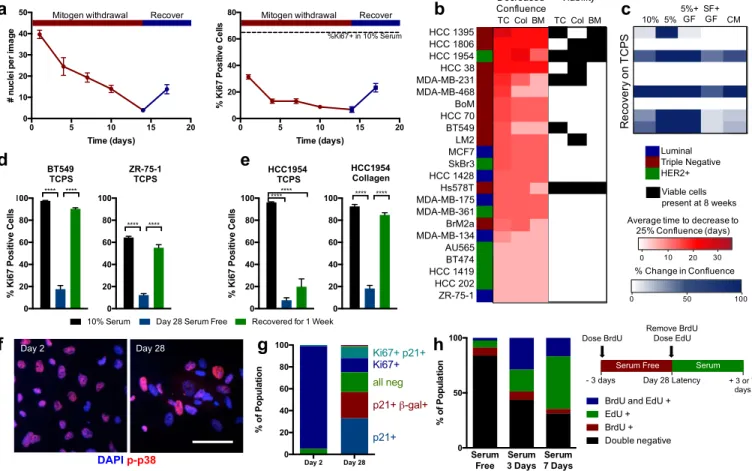 Figure 1. Serum withdrawal induces a reversible dormant phenotype in breast cancer cells