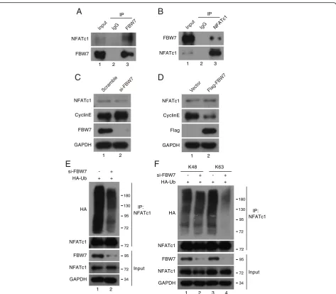 Fig. 3 FBW7 interacts with NFATc1 and promotes its Lys63-linked polyubiquitylation.using anti-IgG, anti-FBW7 or anti-NFATc1 as indicated, and were analyzed by Western blot according to standard procedures (n = 3)