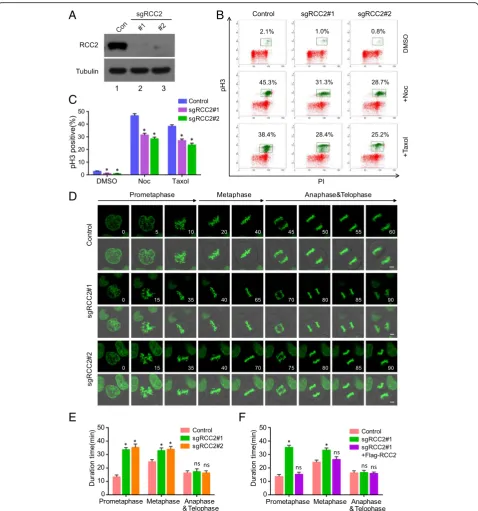 Fig. 4 Depletion of RCC2 impairs mitotic entry and prometaphase to metaphase progression.(100 ng/ml) or Taxol (2histone H3 (pH 3) is indicated.0.05