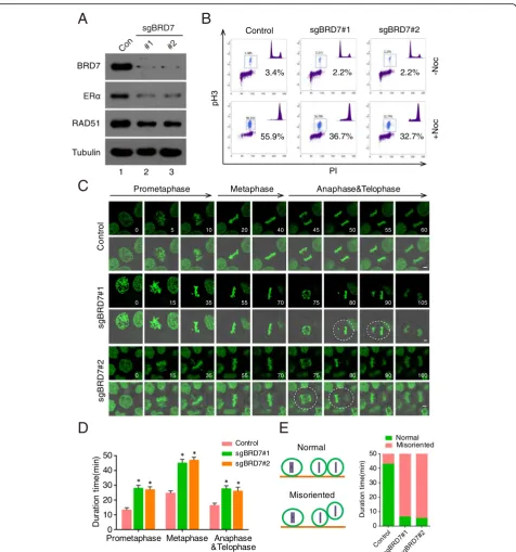 Fig. 5 BRD7 is important for oriented cell division.analyzed using flow cytometry. The percentage of cells positive for pH 3 is indicated (n = 3)