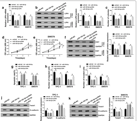 Fig. 6 LIPH overexpression rescued the effect of miR-195-5p on PTC cell progression. TPC-1 and SW579 cells were treated with miR-NC, miR-195-5p, miR-195-5p + pcDNA or miR-195-5p + LIPH