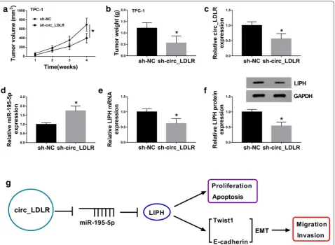 Fig. 7 Circ_LDLR knockdown suppressed tumor growth in vivo. a Tumor volume was monitored every week