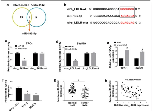 Fig. 3 MiR-195-5p was a direct target of circ_LDLR in PTC cells. by Spearman’s correlation coefficient analysis