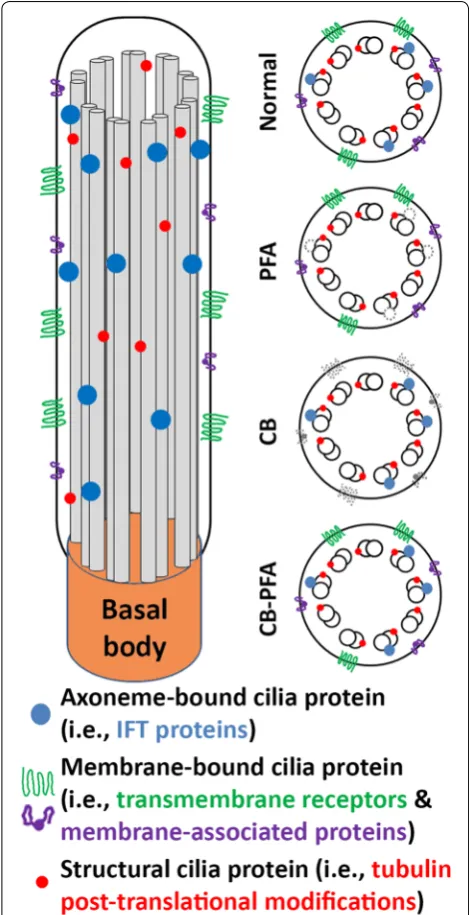 Fig. 9 Summary of general fixation guidelines. PFA fixation preserved most membrane-localized cilia proteins and tubulin post-translational modification immunolabeling