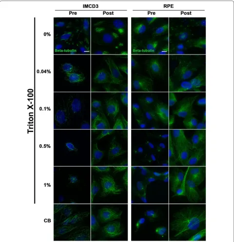 Fig. 2 Permeabilization before or after PFA fixation affects microtubule immunolabeling in IMCD3 and RPE cells