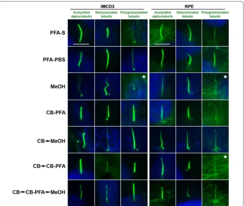 Fig. 3 Different fixation methods and its effects on structural tubulin post-translational protein immunolabeling of cilia in IMCD3 and RPE cells