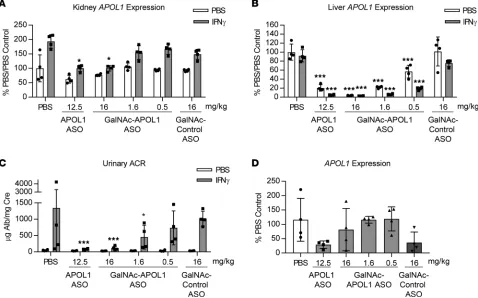 Figure 8. Hepatocyte-targeted IONIS-APOL1mice (expression were measured by qRT-PCR and normalized to Rx provides incomplete protection against IFN-γ–induced proteinuria