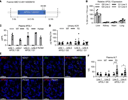 Figure 1. Genomic APOL1Schematic of the human location of the 2 point mutations that constitute the G1 genotype