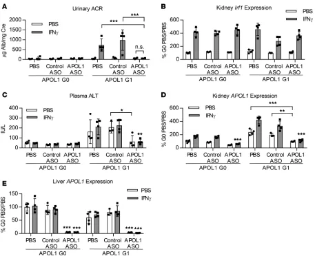 Figure 5. Administration of IONIS-APOL1Rx prevents IFN-γ–induced proteinuria. Female APOL1 G0– and G1–transgenic mice (n = 3–4) were treated with 50 mg/kg IONIS-APOL1Rx or control ASO 1 time per week for 4 weeks and challenged with a single dose of IFN-γ (