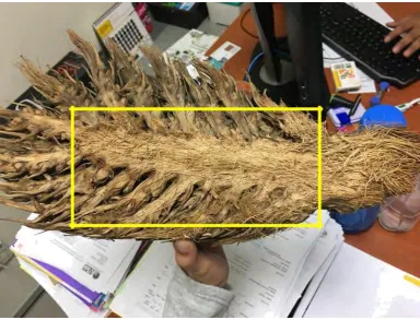 Figure 1.2: Drying palm oil bunch cut to half. 
