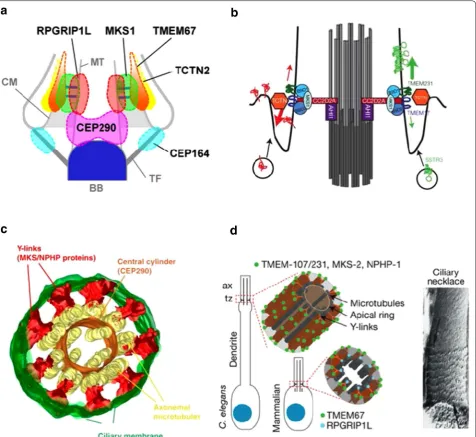 Fig. 1 Current models of protein localization in the transition zone. a Localization based on aligned superresolution images of multiple single-colored STED images and an EM image of a RPE-1 cell primary cilium