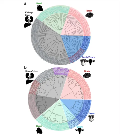 Fig. 2 Tissue specificas transcripts per million (TPM) of one to one orthologous genes expressed in heart, brain, kidney, liver, testis and ovary(Unweighted Pair Group Method with Arithmetic Mean) hierarchical clustering was used with distance between samp
