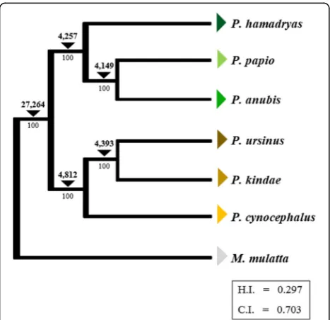 Fig. 2 Alu-Phylogenetic relationships of123,120based phylogeny of extant Papio baboon species