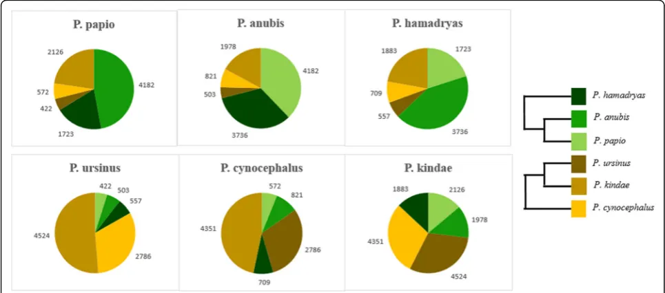 Fig. 5 Low allele frequency Alu insertions polymorphic among Papio species. A diversity panel of 12 Papio baboons was used in this analysis: tworepresenting each extant species