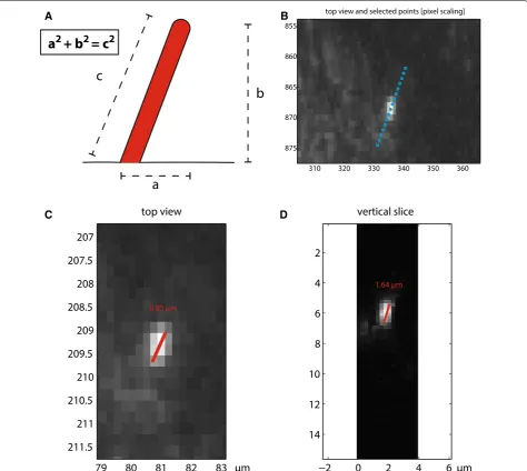 Fig. 3 The PyT and the DAAS methods. calculate the length of a cilium. vertical slice of the selected plane (a