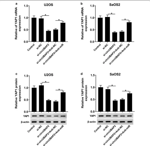 Fig. 7 circUBAP2 regulated YAP1 by interacting with miR-641 in OS cells. a, b The mRNA level of YAP1 in Control and OS cells infected with si-circUBAP2, si-circUBAP2 + Anti-miR or corresponding controls was detected by qRT-PCR