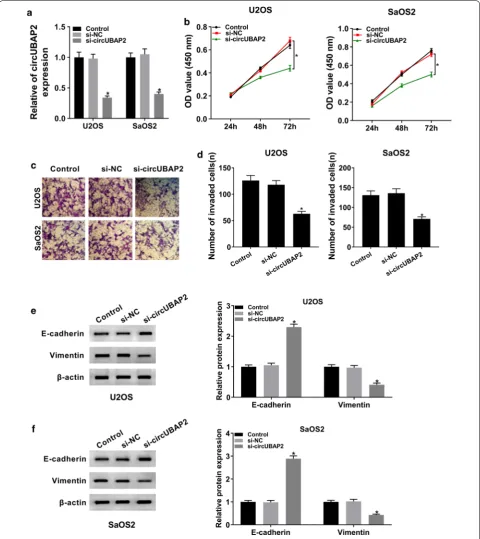 Fig. 2 Knockdown of circUBAP2 hampered proliferation and invasion of OS cells. a The expression of circUBAP2 in OS cells transfected with si-circUBAP2, as well as matched controls, was assessed by qRT-PCR