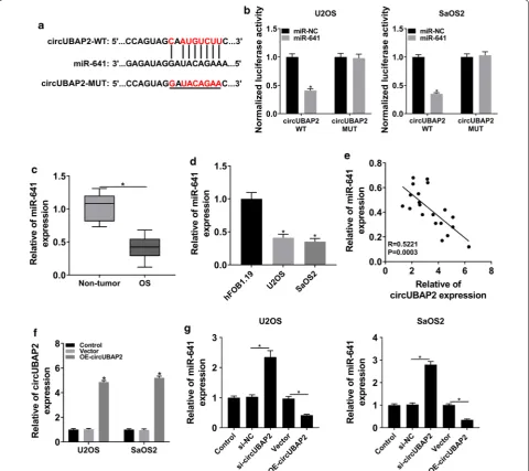 Fig. 3 circUBAP2 interacted with and negatively regulated miR-641 in OS cells. a The putative binding sites between circUBAP2 and miR-641 were predicted by starBase