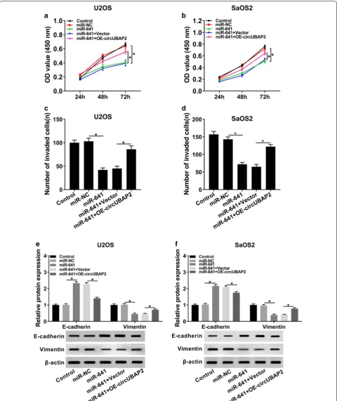 Fig. 5 Overexpression of circUBAP2 inverted the effects of miR-641-mediated on proliferation and invasion of OS cells