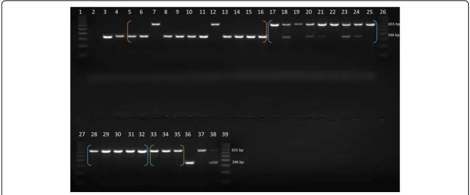 Fig. 2 Population Structure analysis based on 110 Alu insertion polymorphisms and 32 squirrel monkey individuals for K = 2